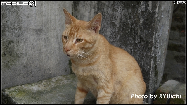 侯硐(猴硐)貓村初體驗...貓多~所以圖爆多!!