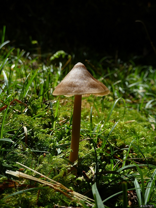 2011_愚人節阿里山賞櫻趣！（雪花片片影片已上傳）