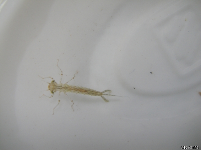 我的蝦缸有不明生物二種~請問這是什麼生物?