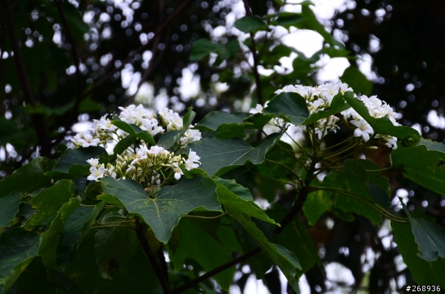 新手拍油桐花