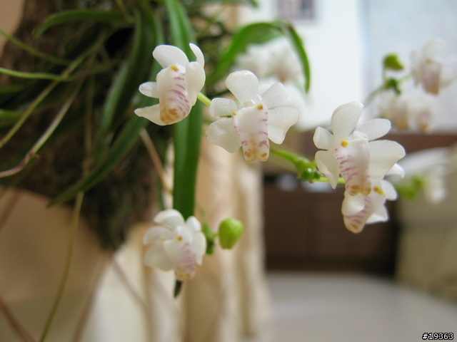 我家的"蘭花"草