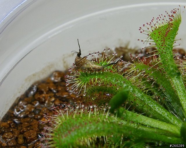 食蟲植物(毛氈苔)