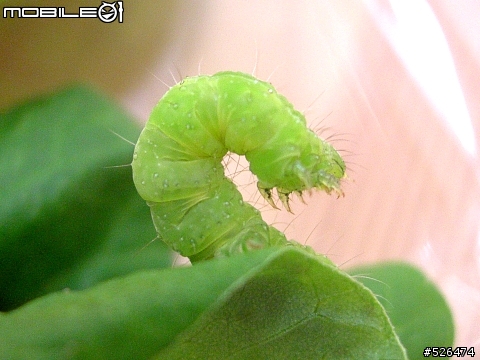 房東姐姐送給我們菜（最後的，交待小毛後事....，5/16更新）