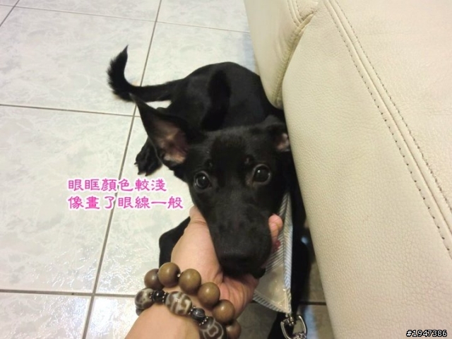 『寵物協尋』我是黑金，記住我的特徵；幫我回家好嗎！