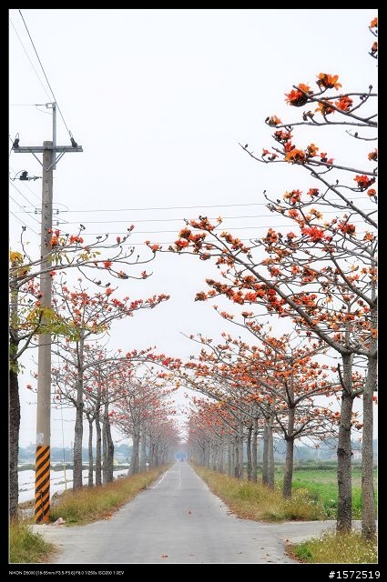 D5000+KIT鏡 木棉花