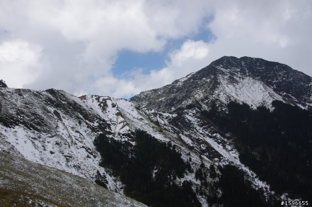 合歡春雪
