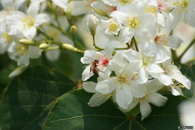 油桐花開了.....