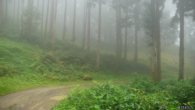 [遊記] 跳動和速度的迷戀, 羅山林道北線單車行