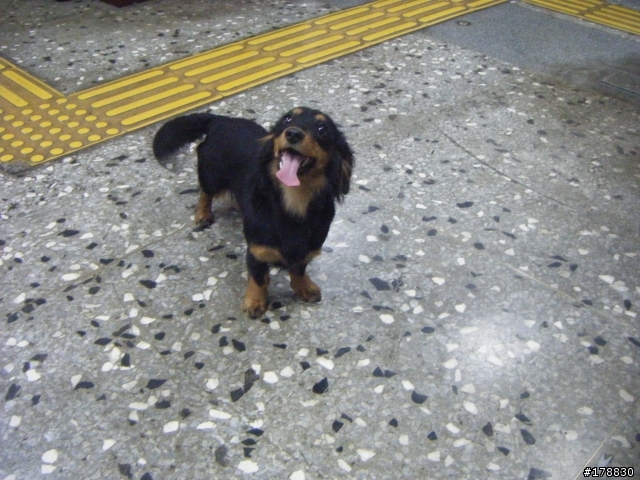 北市萬華區拾獲長毛臘腸犬(已有人領養)