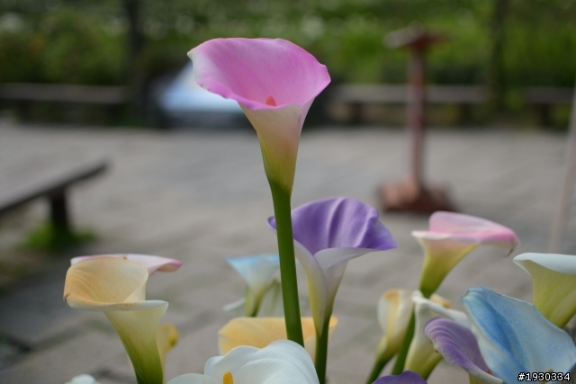 竹子湖海芋田一遊
