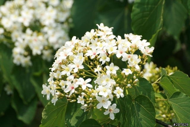 油桐花開了.....