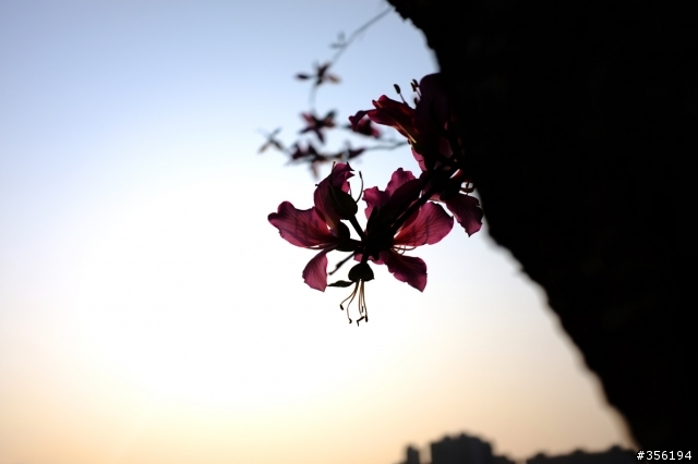 FujiFilm X100 照片分享