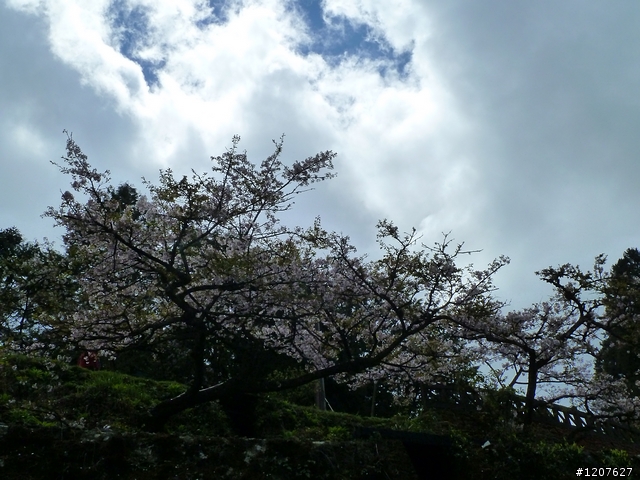 2011_愚人節阿里山賞櫻趣！（雪花片片影片已上傳）