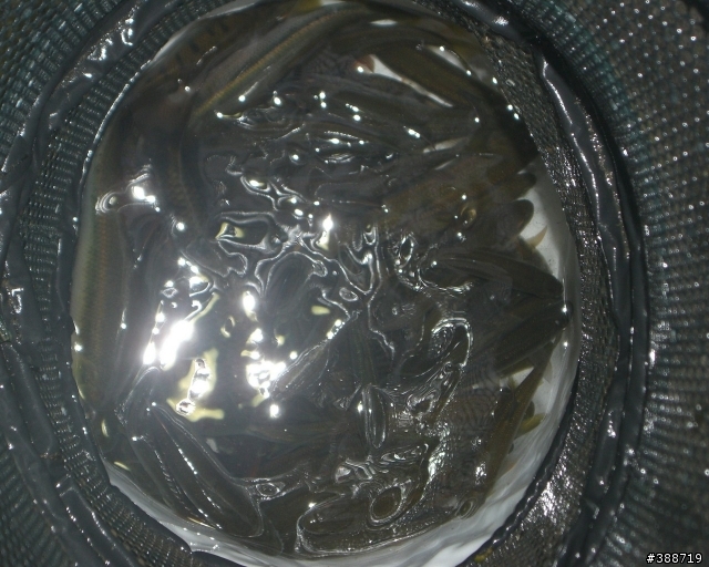 小山溝釣遊