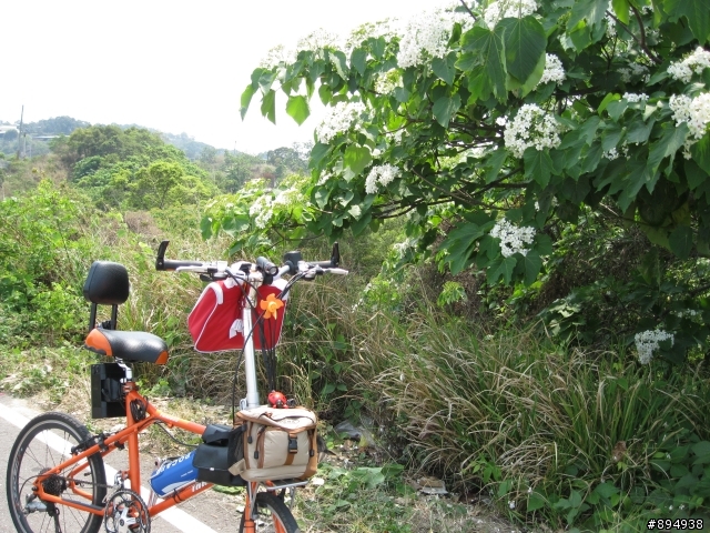 彰化福田桐花生態園區~~~~賞桐花