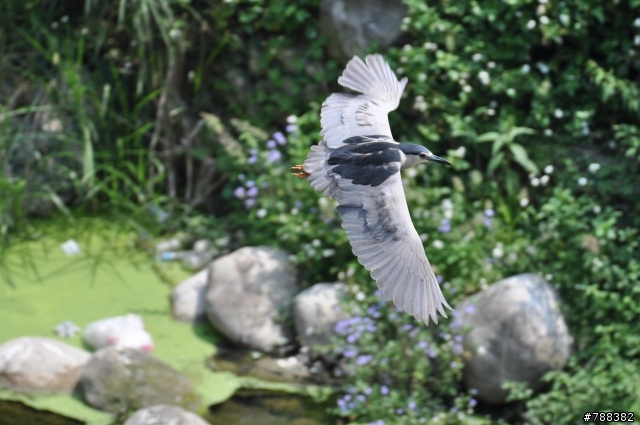 TAMRON 70-300mm VC (A005) + D90 連拍設定與對焦技巧請教