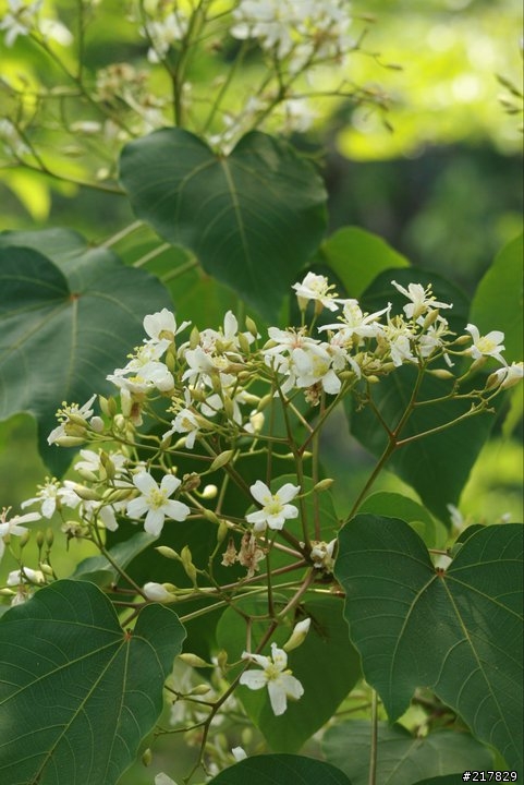 油桐花開了.....