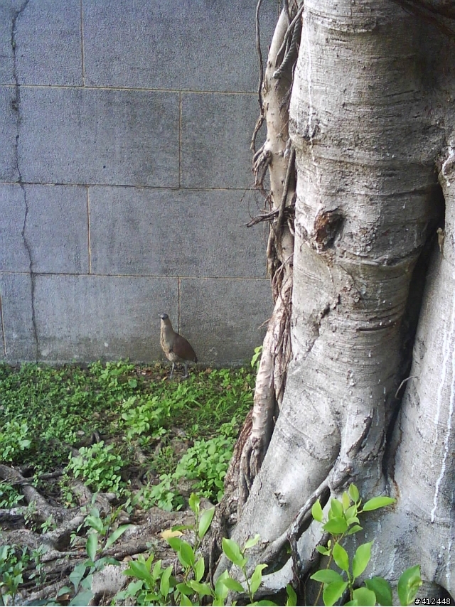 請問這是什麼鳥呢??