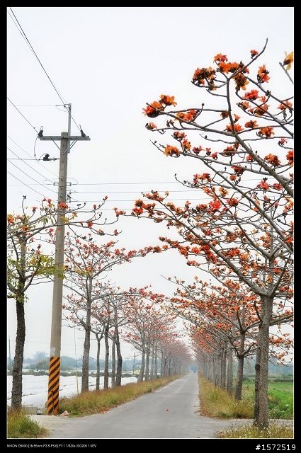 D5000+KIT鏡 木棉花