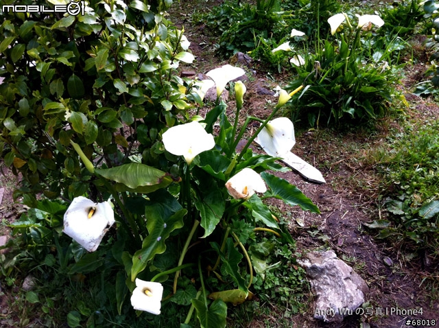 [04.09~04.10]安董之超級瘋狂阿里山遊記!!!