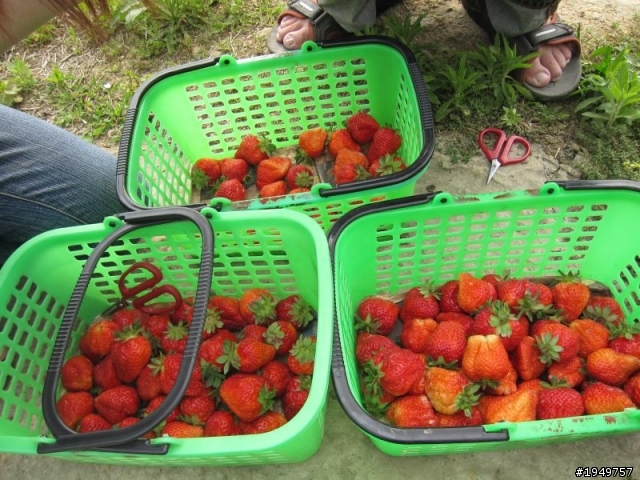 2010-04-10 大湖採草莓