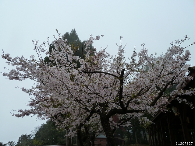 2011_愚人節阿里山賞櫻趣！（雪花片片影片已上傳）