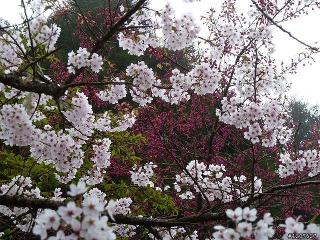2011_愚人節阿里山賞櫻趣！（雪花片片影片已上傳）