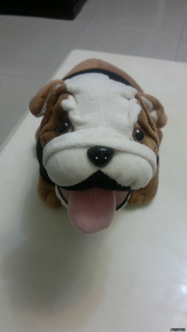MINI英國鬥牛犬   開箱