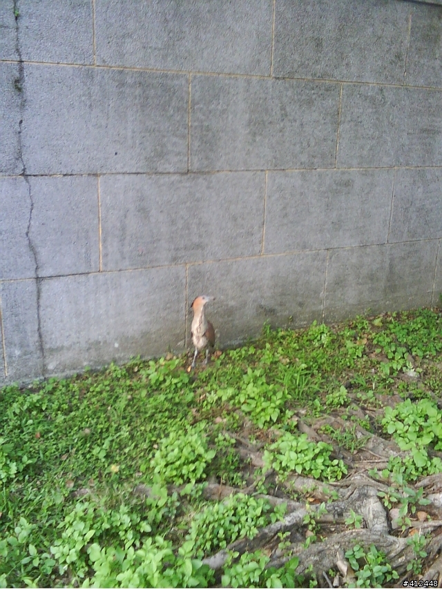 請問這是什麼鳥呢??