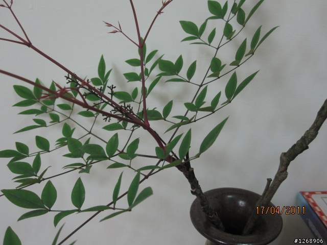 剛剛去菜市場買菜向賣菜的老阿公買了一個不知名的植物