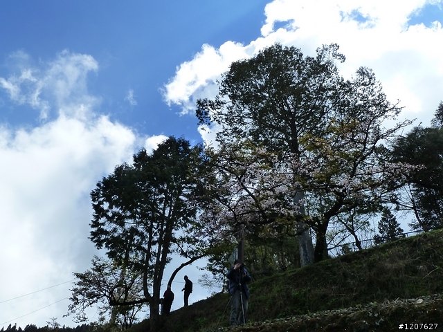 2011_愚人節阿里山賞櫻趣！（雪花片片影片已上傳）