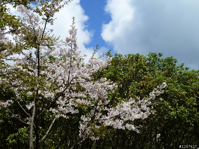 2011_愚人節阿里山賞櫻趣！（雪花片片影片已上傳）