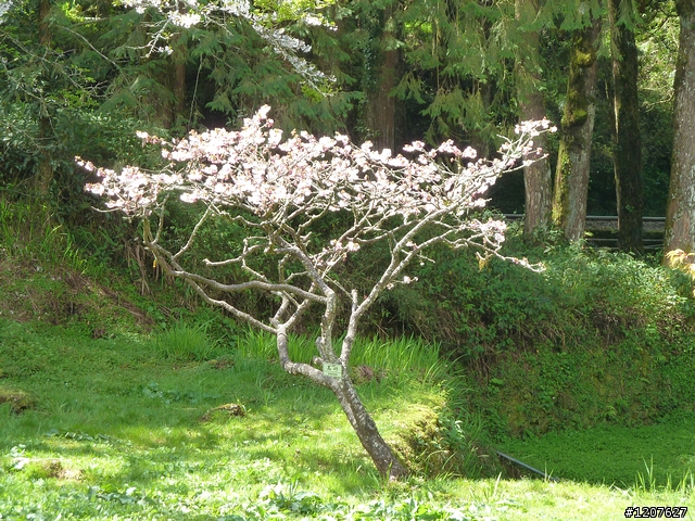 2011_愚人節阿里山賞櫻趣！（雪花片片影片已上傳）