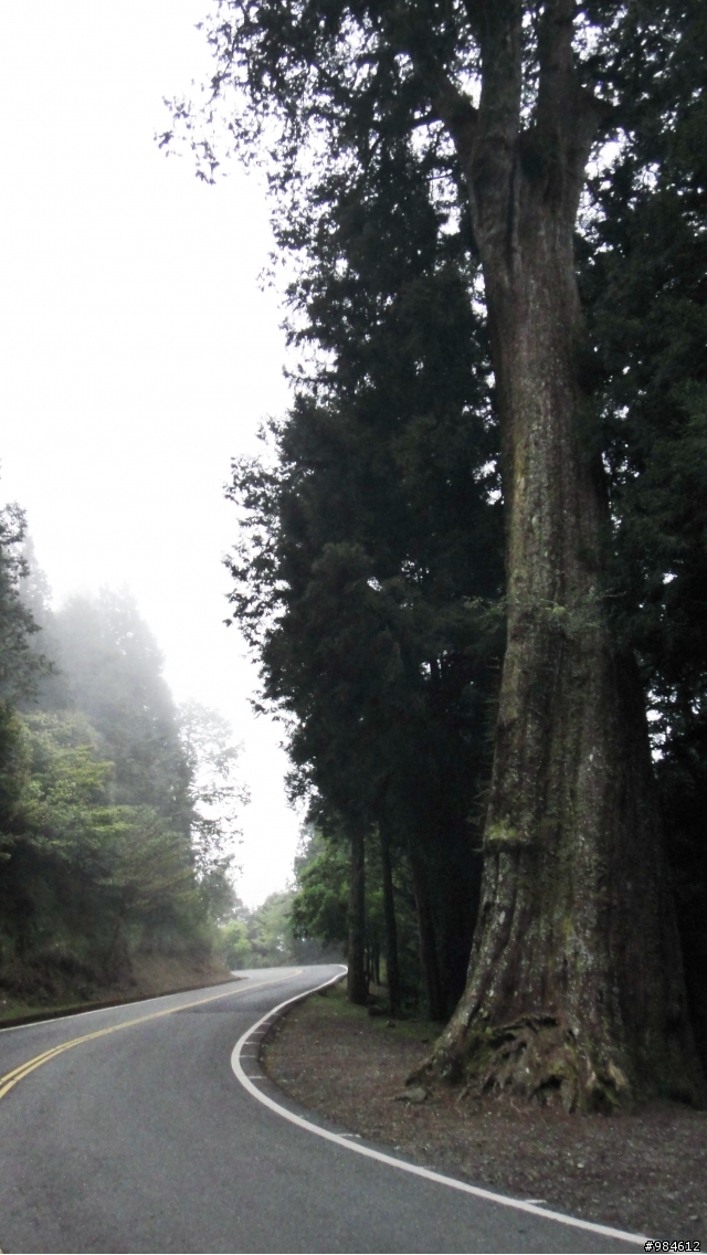 勤能補拙之再接再厲篇(台18與21連線春騎之阿里山 經塔塔加 到水里)