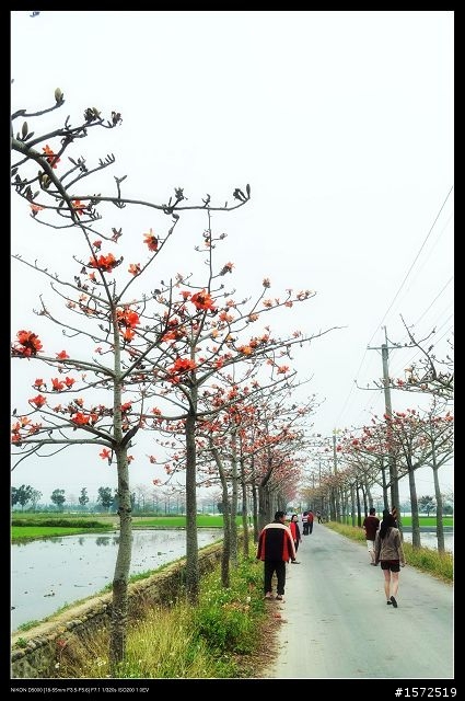 D5000+KIT鏡 木棉花