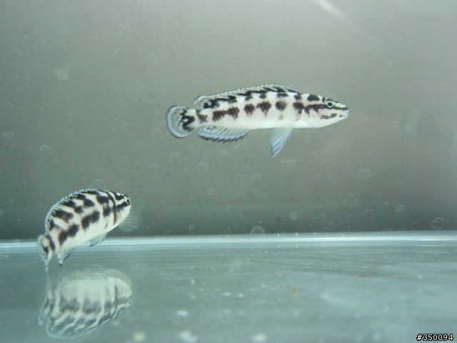 請問這是什麼魚