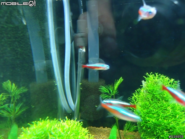 紅蓮燈呼吸急促.不進食.退色(已上傳圖片)