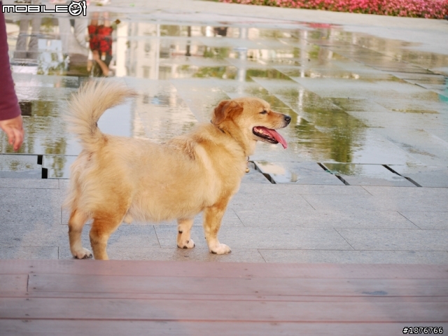 Panasonic Lumix G 45-200mm F4.0-5.6  開箱文