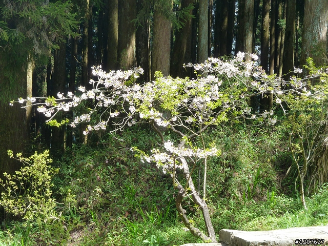 2011_愚人節阿里山賞櫻趣！（雪花片片影片已上傳）