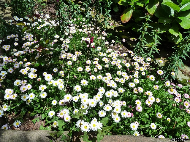 2011_愚人節阿里山賞櫻趣！（雪花片片影片已上傳）