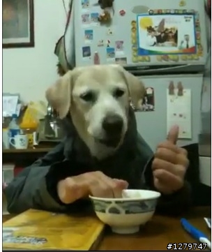[尋問]狗狗搞笑圖~原影片?