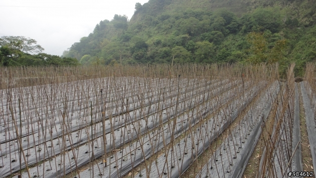 勤能補拙之再接再厲篇(台18與21連線春騎之阿里山 經塔塔加 到水里)