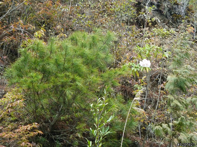 2011_愚人節阿里山賞櫻趣！（雪花片片影片已上傳）