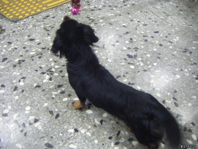 北市萬華區拾獲長毛臘腸犬(已有人領養)