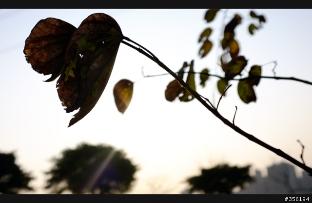 FujiFilm X100 照片分享
