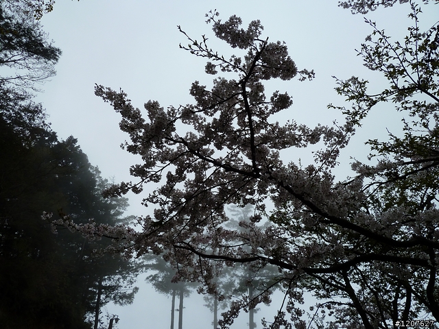 2011_愚人節阿里山賞櫻趣！（雪花片片影片已上傳）
