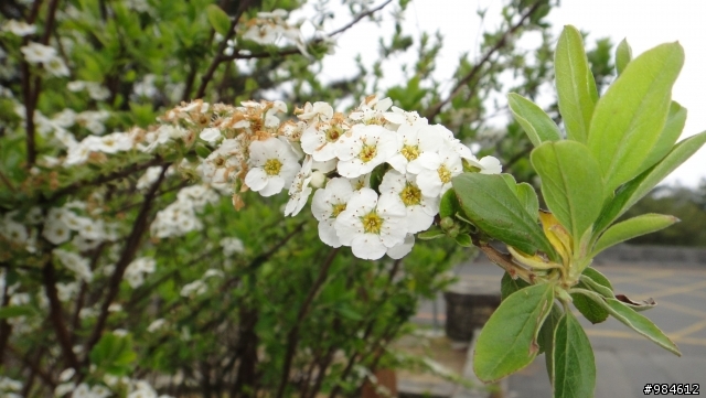 勤能補拙之再接再厲篇(台18與21連線春騎之阿里山 經塔塔加 到水里)