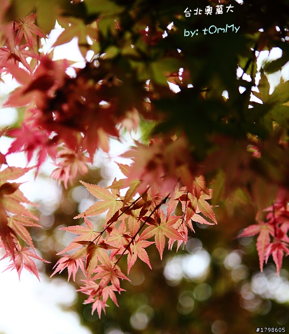 楓葉の台北奧萬大