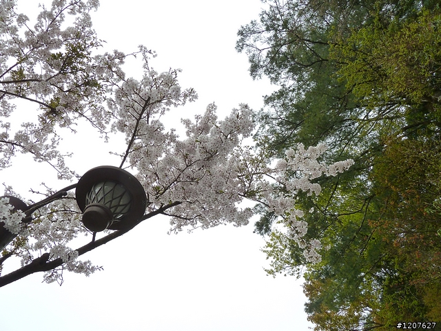 2011_愚人節阿里山賞櫻趣！（雪花片片影片已上傳）