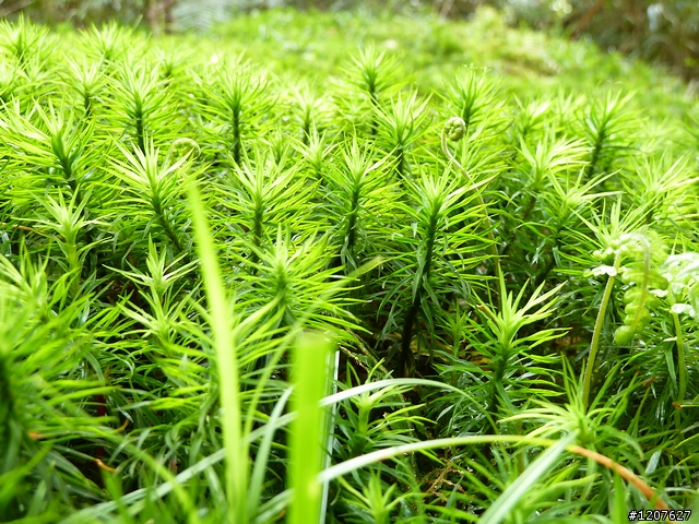 2011_愚人節阿里山賞櫻趣！（雪花片片影片已上傳）